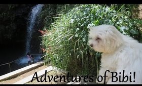 Bibi ♥ Shih Tzu-Poodle adventures in Pure Grenada! ♥