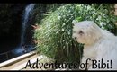 Bibi ♥ Shih Tzu-Poodle adventures in Pure Grenada! ♥