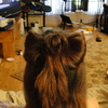 Hair Bow