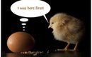 What came first the chicken or the Egg?