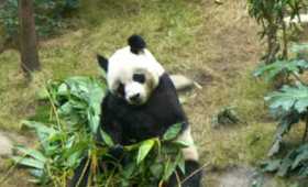 cute panda at ocean park hong kong