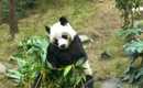 cute panda at ocean park hong kong
