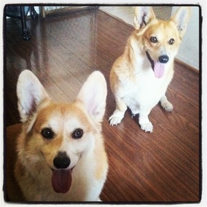 These are my Corgis - they are the best!