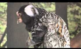 Levi (marmoset monkey) insect obsession