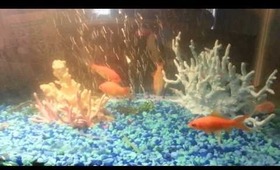 Goldfish eating fresh seaweed in tank