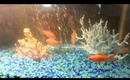 Goldfish eating fresh seaweed in tank