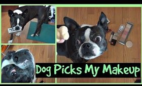 My Dog Picks My Makeup | Meet My Boston Terrier Nickel