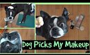 My Dog Picks My Makeup | Meet My Boston Terrier Nickel