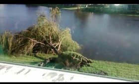 My favorite tree fell. 😭