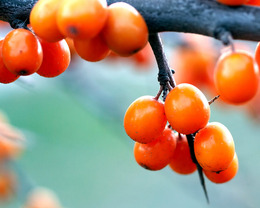 What Is Sea Buckthorn?