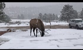 elk , stanley hotel, estes park