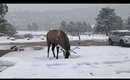 elk , stanley hotel, estes park