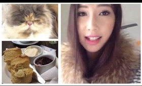 My kitten loves MissGlamorazzi / Afternoon Tea / YouTuber Impressions!