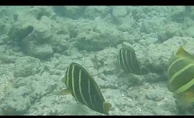 Hanauma Bay Underwater Video of Fishes 6.20.13 Part 1