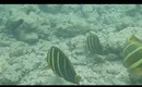 Hanauma Bay Underwater Video of Fishes 6.20.13 Part 1