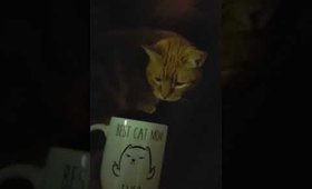 Best Cat Mom - Funny Cat Mug - 11OZ Coffee Mug Campaign
