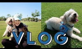 OUT WITH THE DOGS | VLOG