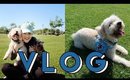 OUT WITH THE DOGS | VLOG