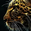 Saher S.