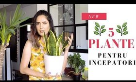 5 Plante pentru incepatori | Sfaturi & ingrijire | #acasanoastra