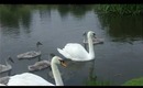 Saturday is a very short vlogday - Baby swans