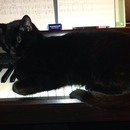 My cat Sergeï, like always on my piano when I try to study 