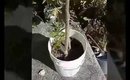 Moringa Tree Transplant ~ waxing moon