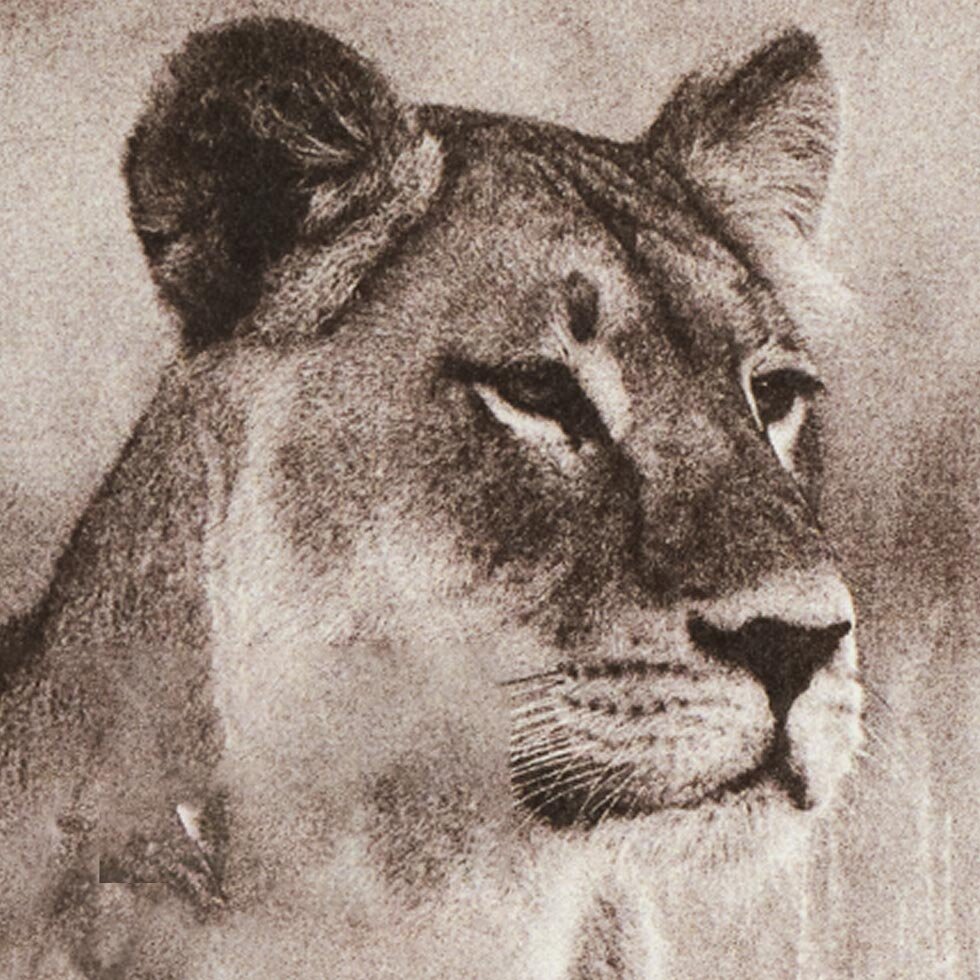Chantecaille Lion Guardians 