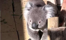 Day in the Life of a Koala - Bonorong Wildlife Sanctary Hobart Tasmania