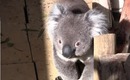 Day in the Life of a Koala - Bonorong Wildlife Sanctary Hobart Tasmania