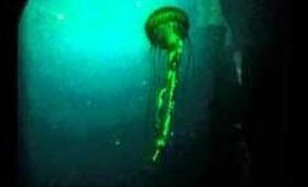 Sea life London jellyfish
