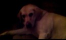 Vlogmas day 1 My dog Tara 03-12-2011