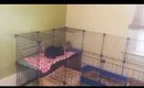 Bunnies new expanded cage