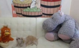 Miss Chirpy threatens the Moran dogs