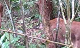 Mountain lion at Belize Zoo - short.AVI