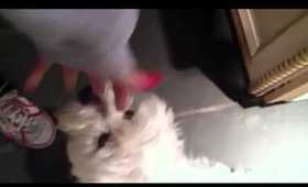 Vlog 58- Lucy I miss her